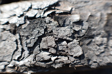 Coal up close