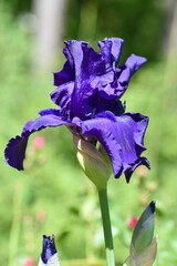 Beautiful purple bearded iris in the garden. Botanical name: Iris germanica. Gorgeous perennial plants.