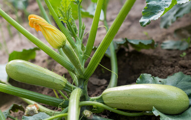 Zucchini vegetable plant in the garden - flowers, fruits, leaves