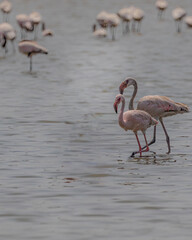 A pair of Flamingos in a lake