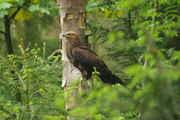 Raubvogel