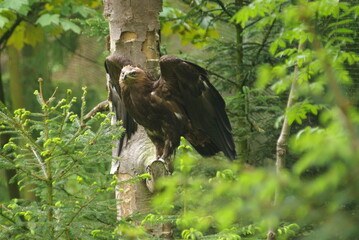 Greifvogel