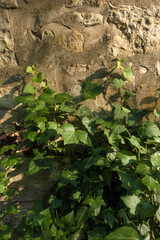 Green Ivy Creeping up an Old Stone Wall. Brick Wall Overgrown with Ivy in the Light of the Setting Sun. Lush Green Climber.