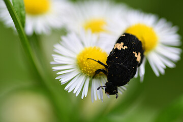 Obraz premium 花粉を食べているクロハナムグリ（埼玉県/6月）