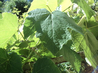 vine leaf 1

