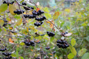 chokeberry berries in autumn in the garden