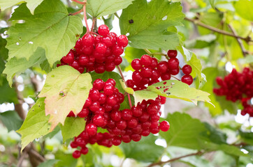 berries of red viburnum in autumn in the garden