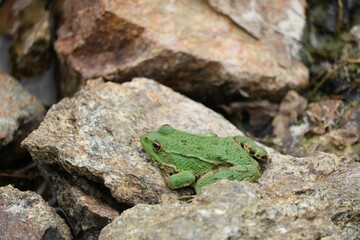 Grenouille