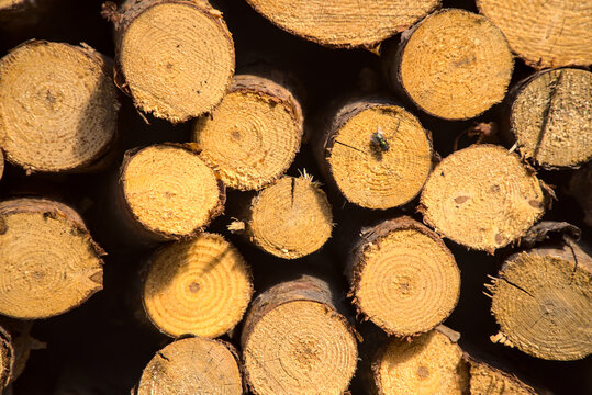 Background with stacked pieces of wood. Dominant yellow dry logs, natural fuel for heating, firewood. Pieces of pine and fir to burn.