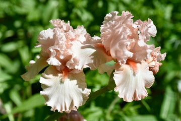 Peach bearded iris is a beautiful herbaceous plant. Native lands are in Europe. © Dominique