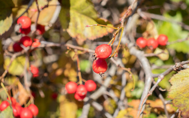 rose hips on the bushes in autumn
