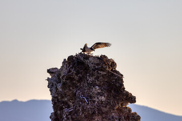 Osprey Bird and Nest at Mono Lake, Lee Vining, California, USA.