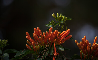 Vibrant orange flowers of  flamevine or orange trumpet vine, Pyrostegia venusta on summer.