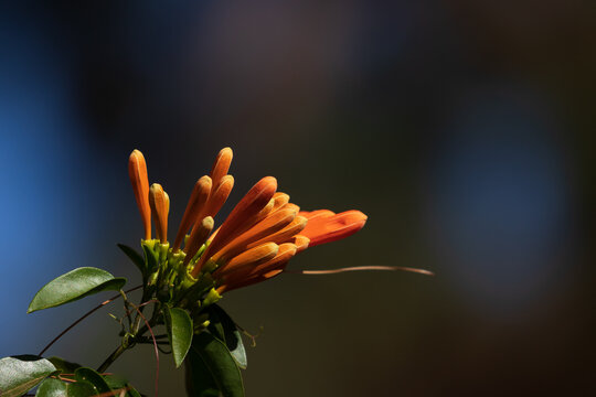 Vibrant orange flowers of  flamevine or orange trumpet vine, Pyrostegia venusta on summer.