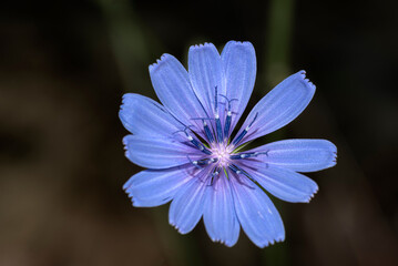 Lactuca, commonly known as lettuce, is a genus of flowering plants in the family Asteraceae. The genus includes at least 50 species,