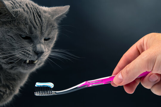 toothbrush with toothpaste for brushing teeth with a gray cat. feline veterinary and health care