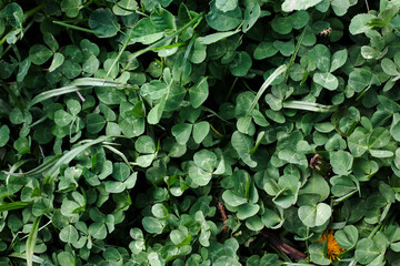 Green clover. Summer time, grass. Walk in the park. summer green background