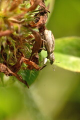 Weevil on a dead clover flower in a field in Cotacachi, Ecuador