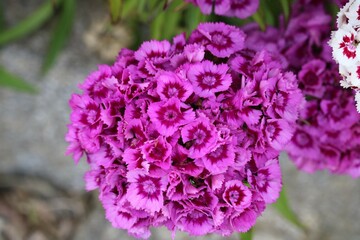 L' &oelig;illet de po&egrave;te