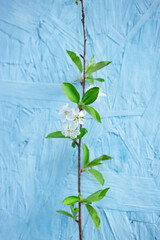 Vertical spring or summer natural background with beautiful white flowers and green leaves of cherry tree branch in full bloom against blue coloured village building wall.