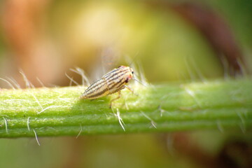 Striped, brown leafhopper on a stem in a field in Cotacachi, Ecuador