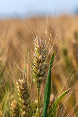 Fototapeta premium Golden ears are full of grain