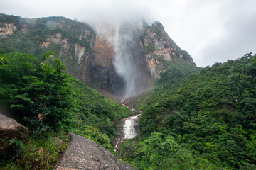 Walk through the rain forest. Navigating the river. Venezuelan jungle.