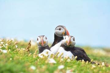 atlantic puffin sitting on a grass