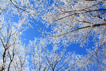 Frozen tree branches under blue sky