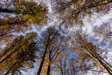 Fototapeta premium Herbstwald