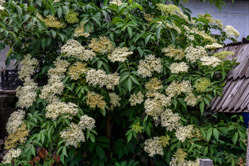 In spring, elderberry blooms in the wild .