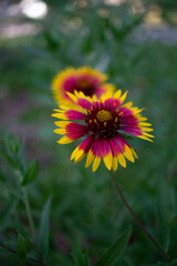 Close up of a firewheel / Indian blanket bloom.