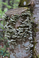 wooden stump covered with green moss and lichen and fungus