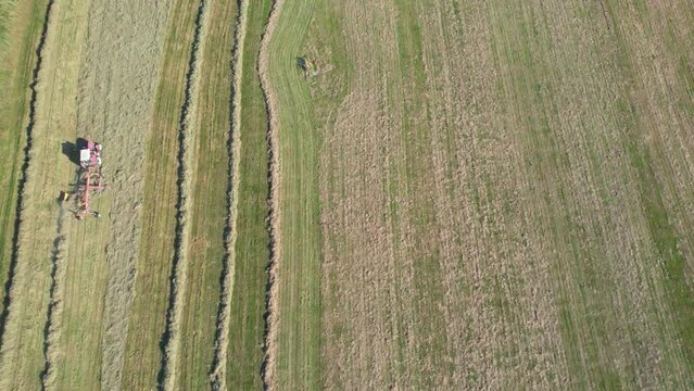 The tractor rakes the dried grass in the shafts in the field. Harvesting silage for the winter. Rural fields, countryside. View from above.