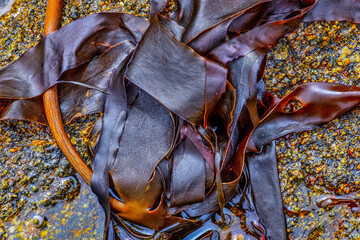 brittany : laminar algae