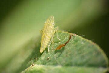 Fototapeta premium Yellow leafhopper on a leaf in a field in Cotacachi, Ecuador