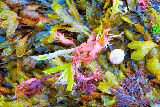 brittany : algae