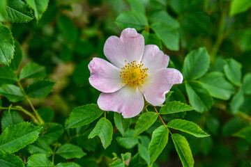 Dog rose (rosa canina) flowers in springtime .
