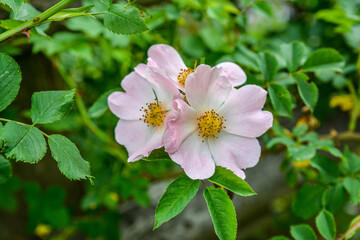 Dog rose (rosa canina) flowers in springtime .