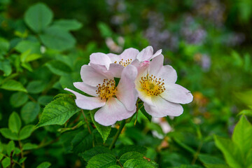 Obraz na płótnie Canvas Dog rose (rosa canina) flowers in springtime .
