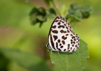 Common Pierrot Butterfly which has the scientific name of Castalius rosimon is a beautiful...