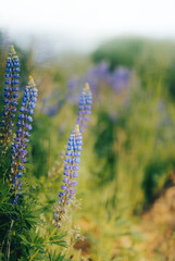 flowers in the field