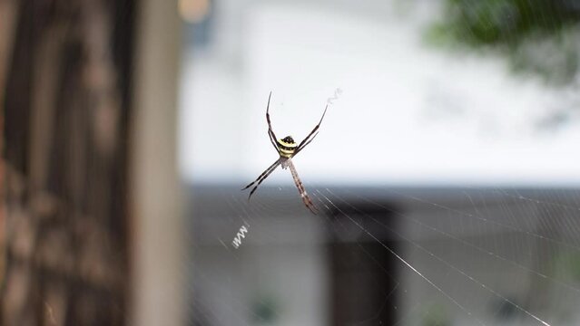 Spider which is known as Argiope pulchella In spider web