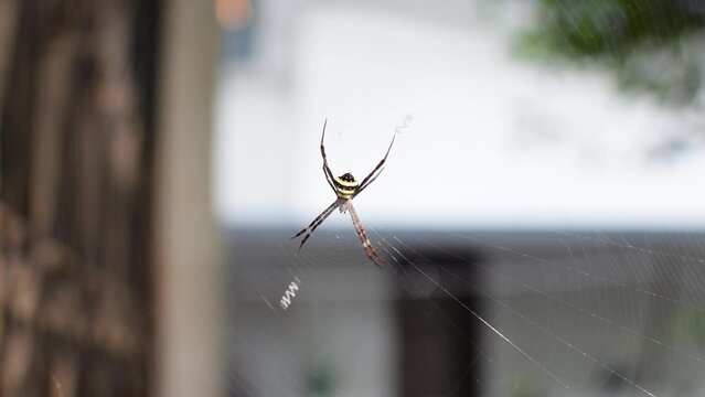 Spider which is known as Argiope pulchella In spider web
