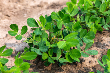 The green peanuts have yellow flowers