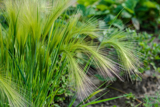 Hordeum jubatum or foxtail barley or bobtail barley or squirreltail barley green plant .