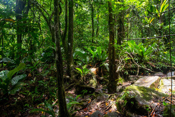 Walk through the rain forest. Navigating the river. Venezuelan jungle.