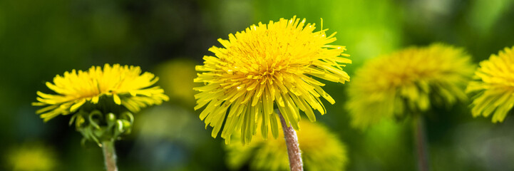Yellow blooming spring dandelions on a background of green grass. Banner	