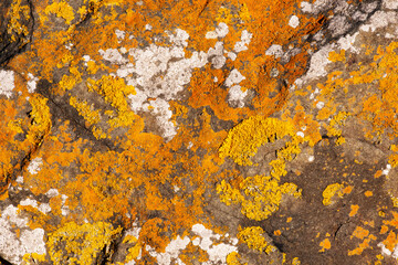 rock on the beach with lichen - obrazy, fototapety, plakaty