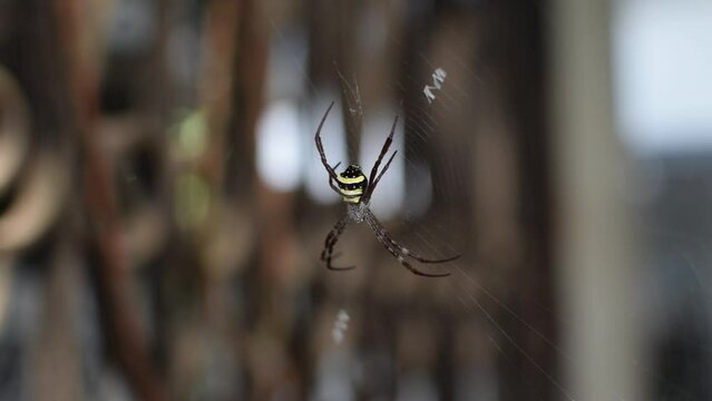 Spider which is known as Argiope pulchella In spider web